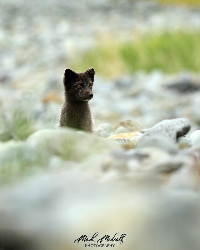 Cute Arctic Fox. It’s amazing how small these foxes are yet able to endure and survive the harshest of Winter weather in North Iceland! ift.tt/2WTwnDB