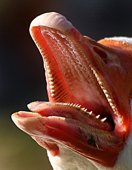 42. This is what the inside of a geeses mouth looks like. Rather than traditional teeth made of enamel, they have hard, spiky cartilage known as tomium. It looks & functions the same way as a row of teeth, but it's a growth made from the beak itself.