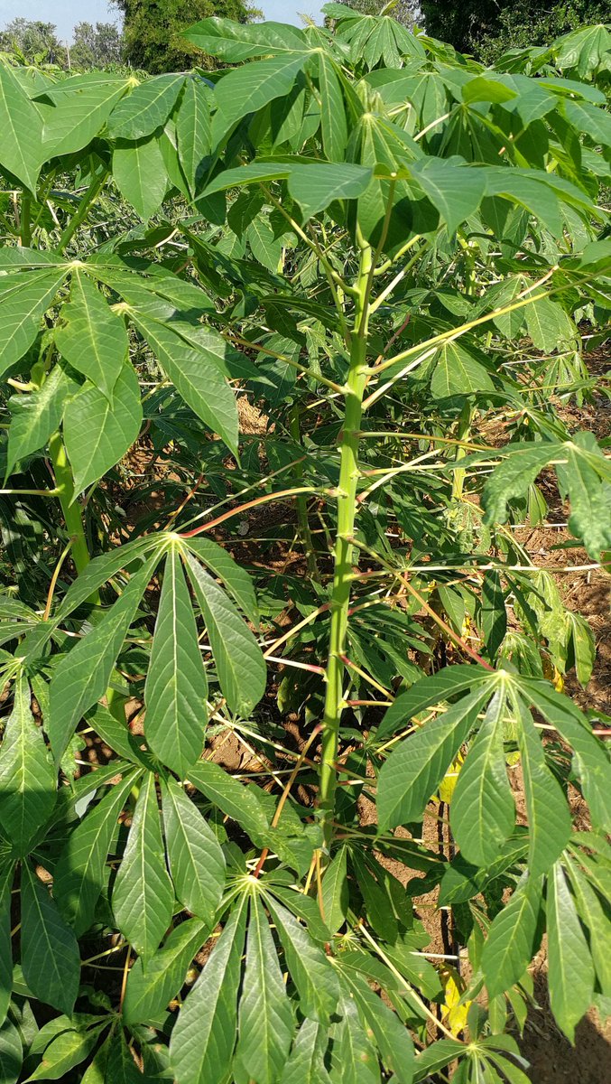 jamesplegg's tweet photo. 🇹🇭🌿 CMD &amp; Waxy Starch 🌿🇹🇭

@CIAT_ has invested huge resources into developing waxy (amylose-free) starch #cassava varieties. Though they appear to be CMD-susceptible, the great news is that Waxy1 seems to have the recovery phenotype, with symptoms disappearing on upper leaves https://t.co/ADzyROKCTv