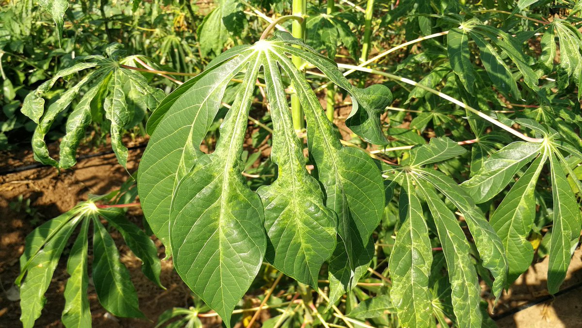 jamesplegg's tweet photo. 🇹🇭🌿 CMD &amp; Waxy Starch 🌿🇹🇭

@CIAT_ has invested huge resources into developing waxy (amylose-free) starch #cassava varieties. Though they appear to be CMD-susceptible, the great news is that Waxy1 seems to have the recovery phenotype, with symptoms disappearing on upper leaves https://t.co/ADzyROKCTv