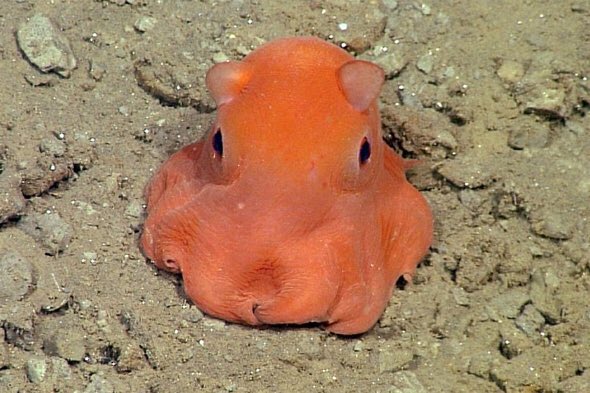 43. There is a small deep sea creature known as the dumbo octopuses for its signature of having a pair of fins located on their mantle above each eye.