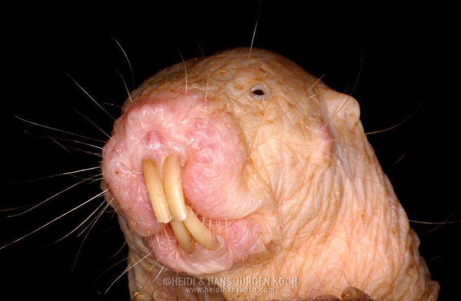 44. A naked mole-rat can move each of its front teeth separately, like a pair of chopsticks.