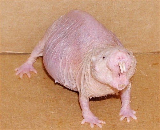 44. A naked mole-rat can move each of its front teeth separately, like a pair of chopsticks.
