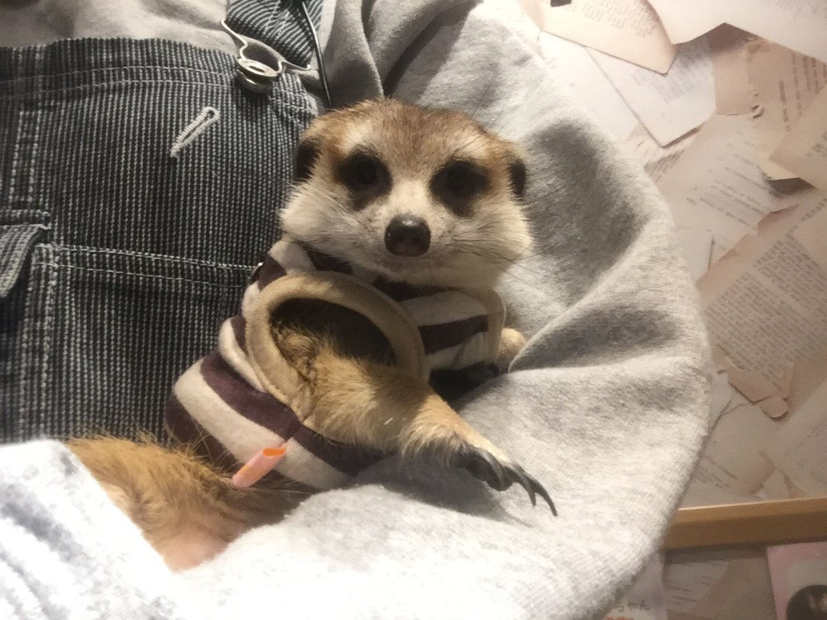 ハリネズミカフェ Harry 横浜中華街店 スタッフのお姉さんに抱っこをしてもらったリィリィちゃんとっても甘え坊さんだね 皆様もミーアキャットちゃんと是非触れ合ってみてください Meerkat ミーアキャット 抱っこ 甘えん坊 ご機嫌