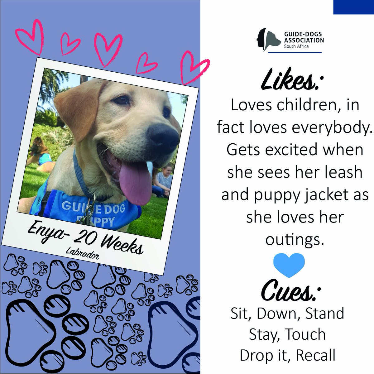 SAGuide_Dogs's tweet photo. Our Paw of the Week is 20-week-old, Enya!
Enya loves people and gets excited when she sees her leash and puppy jacket as she LOVES her outings!
She knows the cues sit, down, stand, stay, touch, drop it and recall.ππΆ
#pawoftheweek #labrador #futureworkingdog #workingdog https://t.co/qNfueUVj0T