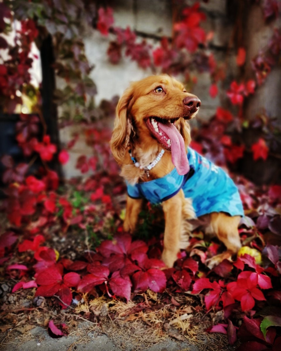 Tablo gibi benim minik oğlum ❤️🙏 #cockers #englishcocker #cocker #englishcockers #englishcockerspaniels #englishcockerpuppy #englishcockerspaniel #pupp #puppy #puppylove #cockerchivas #cockerspanielnetwork #dog #dogs