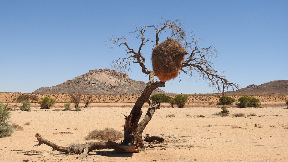 JitMost's tweet photo. #Desert
#Birds #Webervogel #Weaver
#Kalahari #TheKalahari #DesertSand #RichSoil
#OrangeRiver #TheWild #SouthAfrica #Namibia #Botswana
#Wildlife 
Credit to the wonderful photographer😙

#Travel  #Landscape #Hike  #Tour #Green #SemiDesert #Nature #Experience #Enjoy #JitMost #JustGo https://t.co/9ga3Mc8p8K