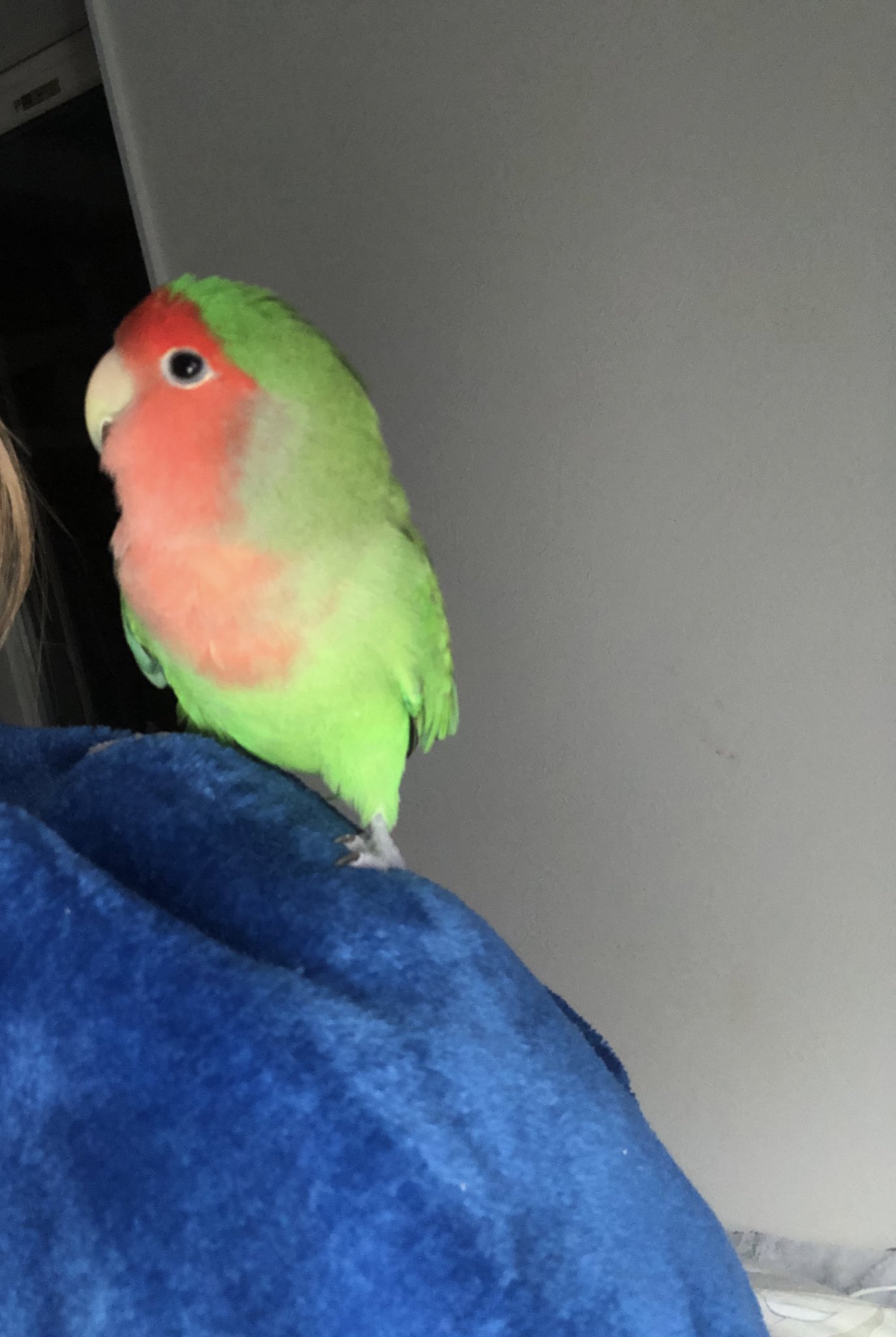 インコ里親募集 Twitter Search Twitter