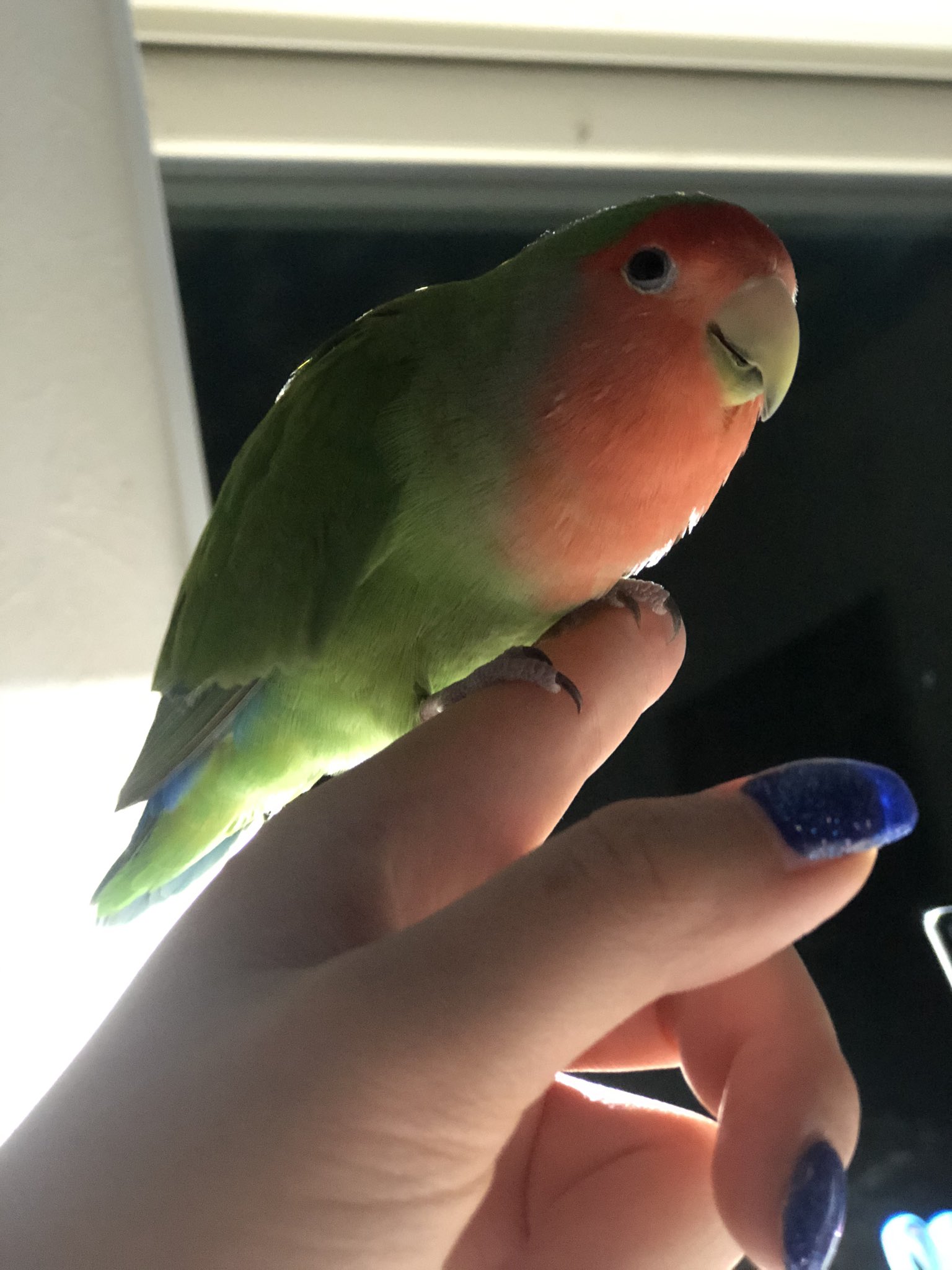インコ里親募集 Twitter Search Twitter