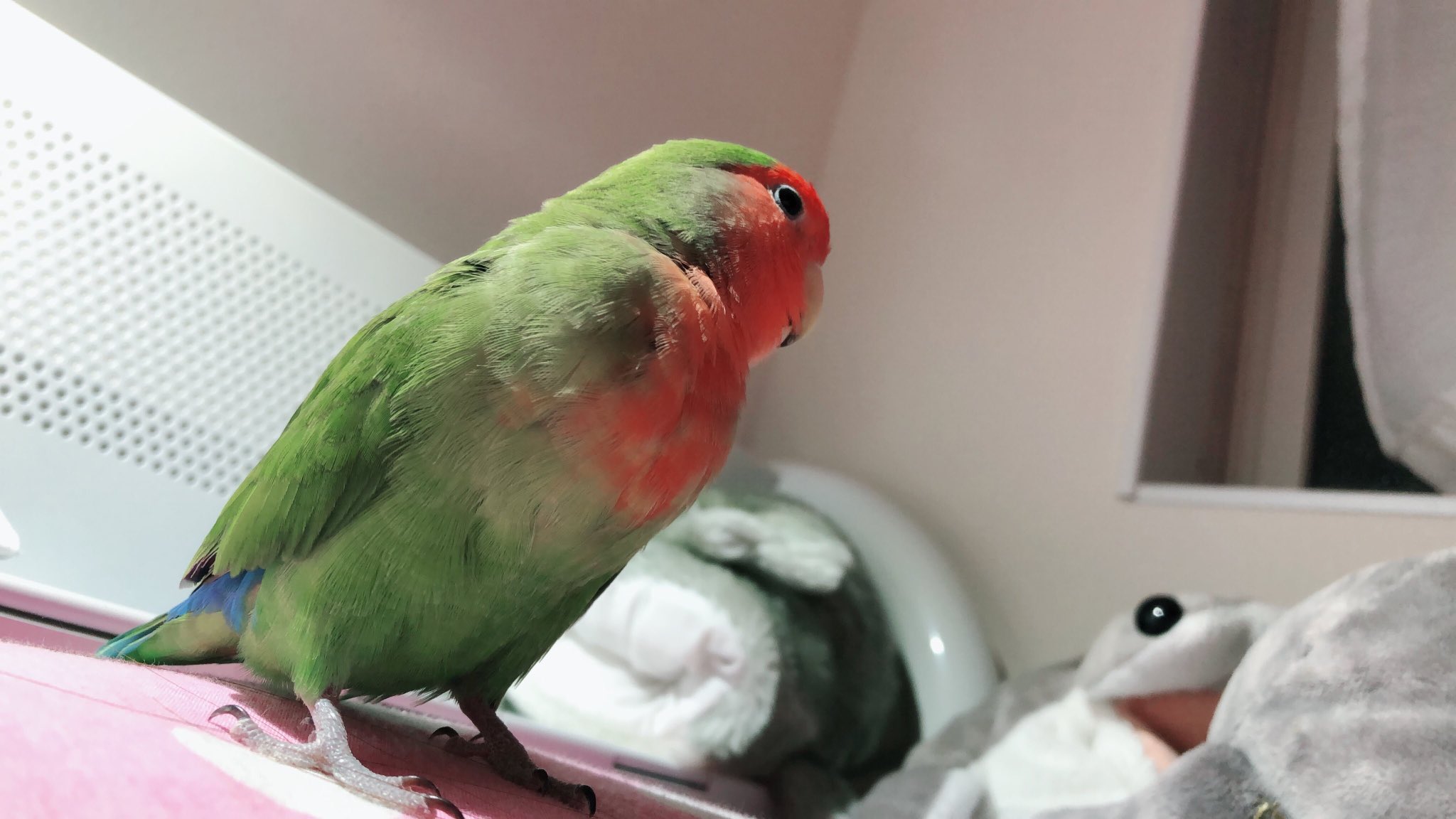 インコ里親募集 Twitter Search Twitter