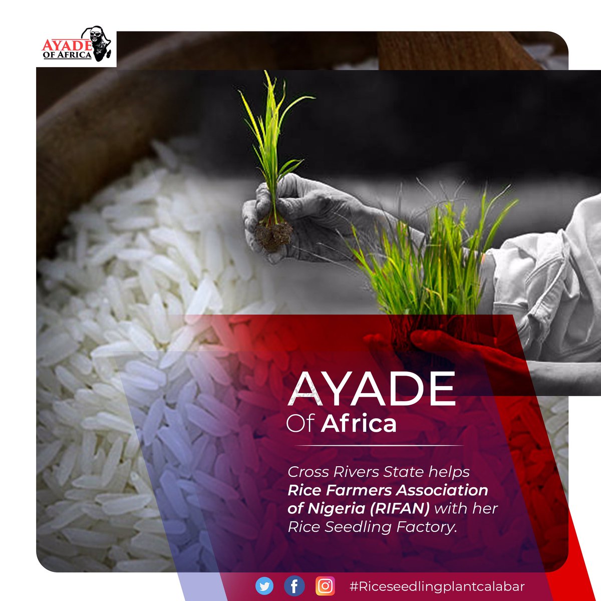 Ayadeisworking's tweet photo. The rice seedling factory is bound to do a lot of good for our agricultural system.Home grown is the way forward for Nigeria and cross river state is leading the trail with the rice seedling factory directly supervised by Governor Benedict Ayade. 
#riceseedlingplant#ayadeofafrica https://t.co/mTJzC266FX