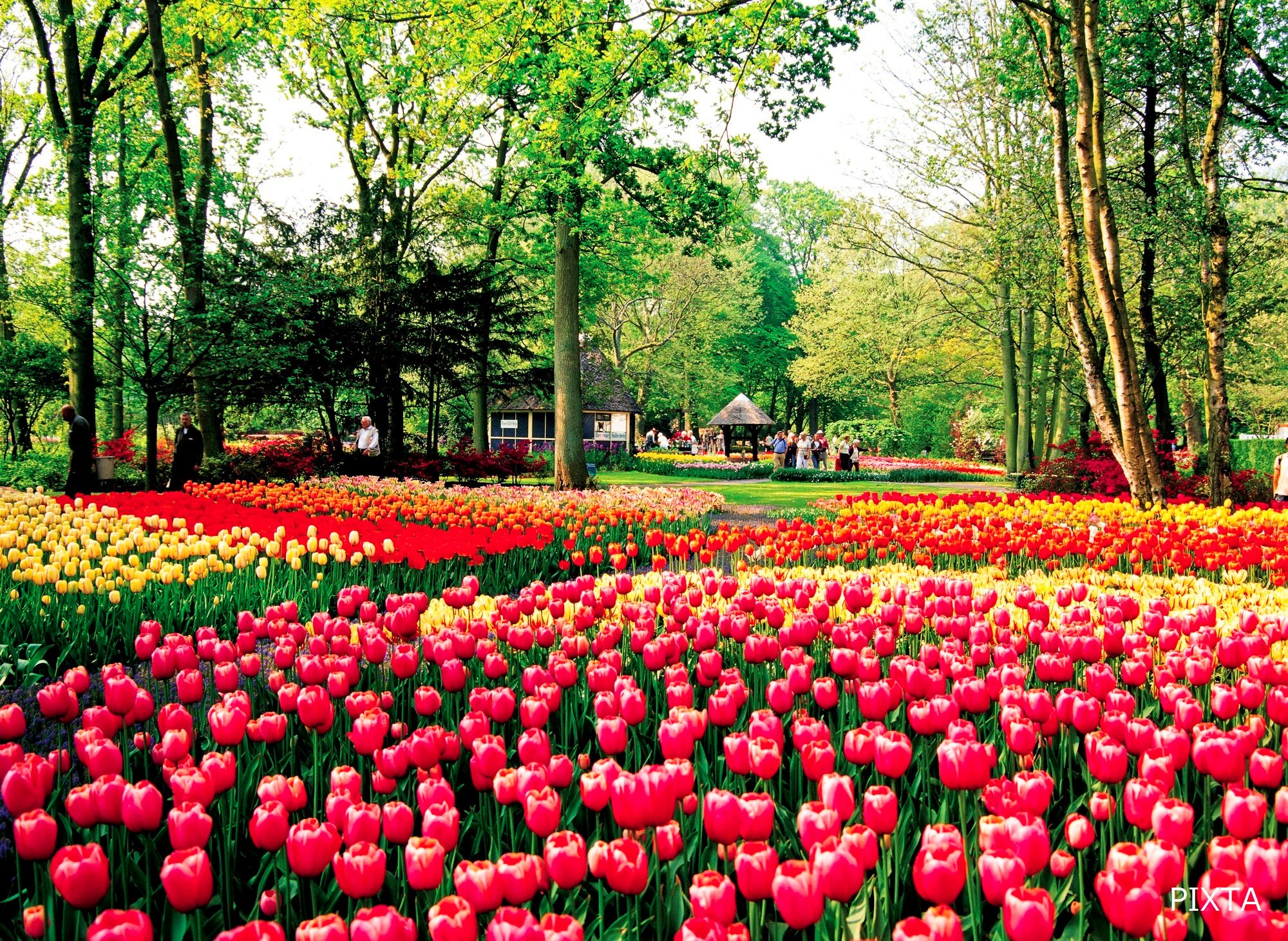 تويتر Jalpak على تويتر 春のおすすめ海外旅行 花咲く春のオランダ ベルギー 世界最大級の花の公園 キューケンホフ公園 をたっぷり2時間30分見学 広大な園内に咲き誇る花々をお楽しみください 名物料理も楽しみ ڡ Jalで行く ベストシーズン到来 花