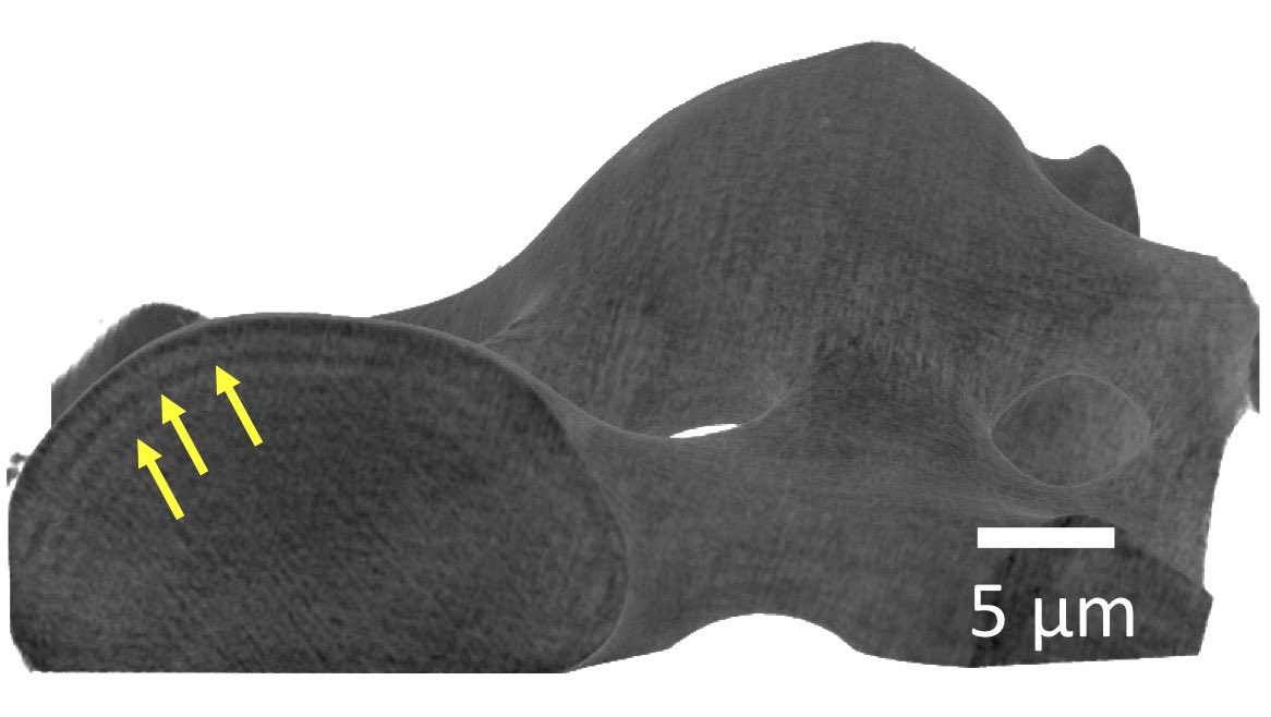 esrfsynchrotron's tweet photo. #SpotlightonScience
The unknown structure of a brittle star’s skeletal parts revealed, opening up new routes for the design of #bioinspired efficient #lightmaterials
A @NatureComms study lead by @TechnionLive with @ChariteBerlin @esrfsynchrotron
▶️ https://t.co/j2K7apsTIa https://t.co/VedKXpNeJH