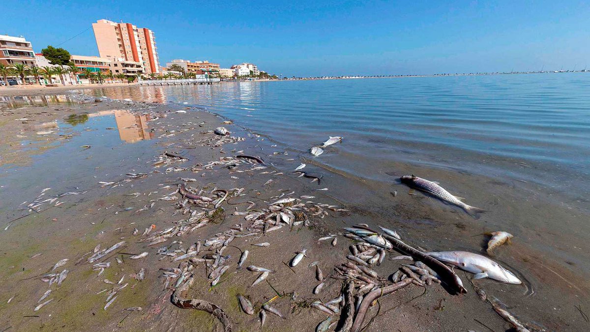 Los pescadores murcianos se suman este miércoles a las protestas contra el grave deterioro del Mar Menor.

Jesús Antonio Gómez Escudero, patrón mayor de la <a href="/CofPescSanPedro/">Cofradía San Pedro</a>, ha reclamado soluciones urgentes en <a href="/LasMananas_rne/">Las Mañanas de RNE</a>.

🔊 rtve.es/a/5435319