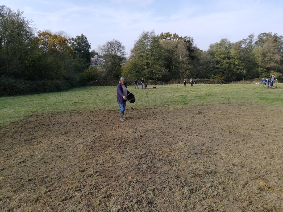 Our #sussexlund funded meadow enhancement project continues thx 2 our very hard working volunteers &🌞 Last Thurs we prepared 700m2 of ground for wildflower seed sowing - 🤞 4success! They will certainly have been rained in now :) @highweald