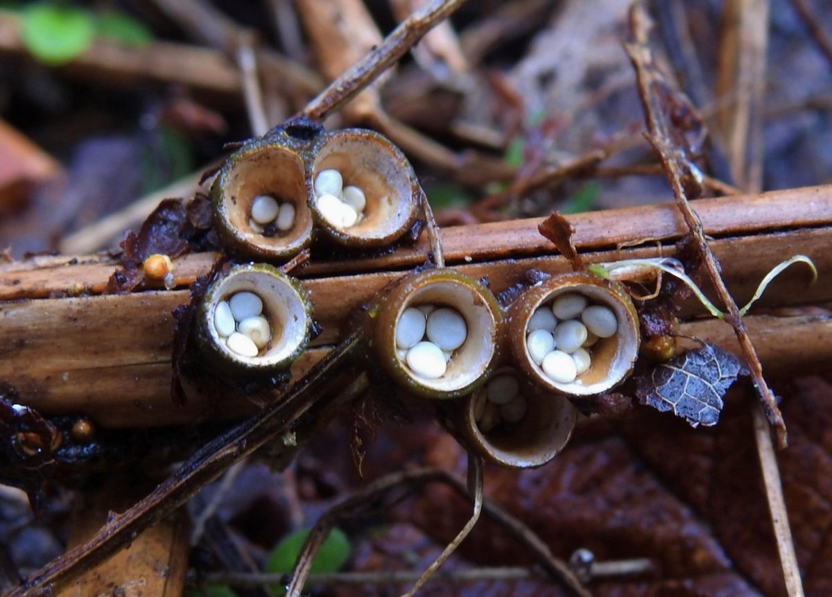 CRCuthbert's tweet photo. It has been an exceptionally good autumn for fungi and for these tiny yet beautiful Bird's Nest fungi (Crucibulum laeve) found growing in clusters on Bracken litter @RSPBMinsmere yesterday @LostFoundFungi @ukfungusday https://t.co/NgzSI0KJhm