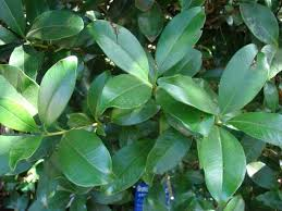 #Grumichama (Eugenia dombeyi) la familia de los mirtos de Brasil, Myrtáceas,  hojas verdes, grandes y ovaladas, sus frutos son drupas globosas de color negro con sabor a cerezas que atraen a la avifauna local, flores blancas, atractivo para seguidores de la jaboticaba