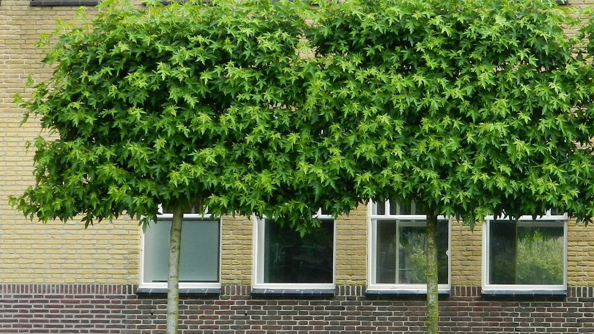 Waarom zetten mensen vroeger al leibomen op het zuiden naast hun huis? De bladeren geven in de zomer een screen.  Tegelijkertijd bevordert het biodiversiteit,
absorberen wortels neerslag, verkoelt het buitenruimte en creëert men elementen voor een prettige leefomgeving!