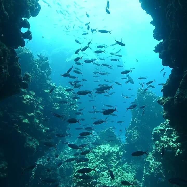 I was thinking today about how I got started with this crazy research on blast fishing, and that brought me back to one of my very first dives in Sharm el-Sheikh in 2011.. I fell totally in love with diving and the underwater world. #projectblast #sharmelsheikh #blastfishing