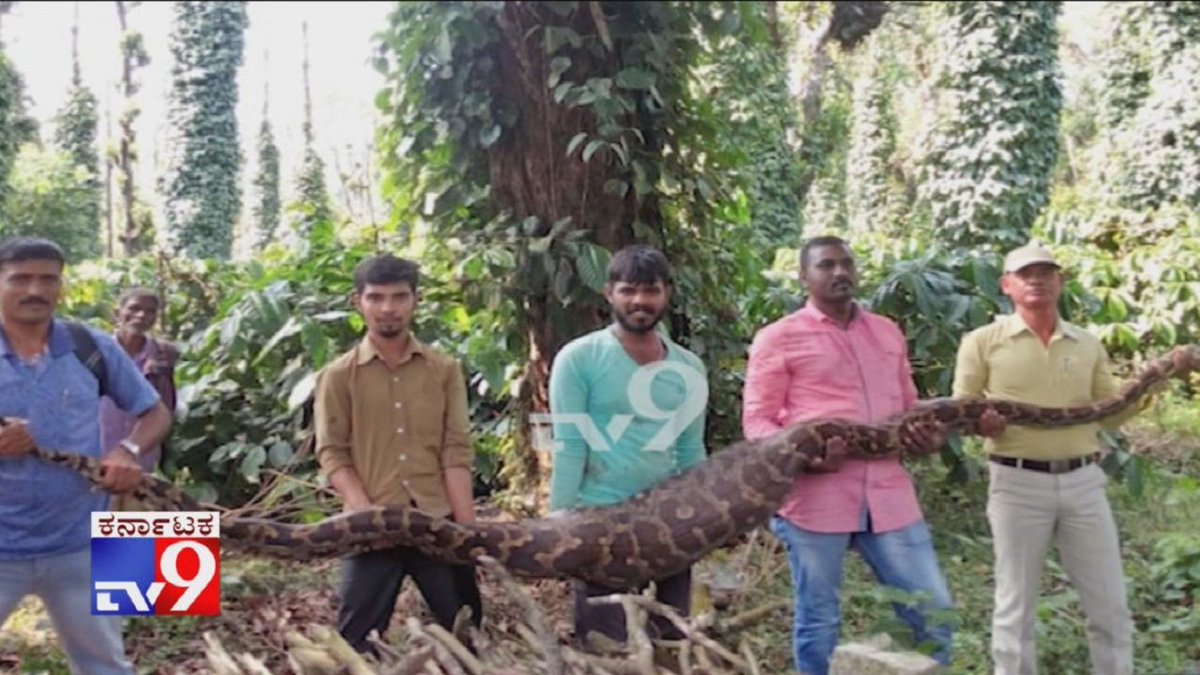 tv9kannada's tweet image. A Giant Python Which Had Swallowed A Wild Sheep, Captured From A Coffee Estate In Chikmagalur

Video Link ► youtu.be/X89p9Q1z764

#GiantPython #HugePython #IndianPython #ChikmagalurPython #SnakeRescue #TV9Kannada #KannadaNews