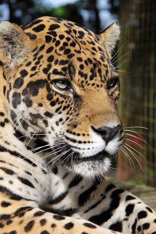 MariasMusings's tweet photo. Please #VOTE (one time) and #SHARE (daily) for @BigCatRescue here >>>https://t.co/SqNfnzeHCP<<< and help this wonderful rescue win $5K! ONE TIME VOTE, so sharing is very important! Contest ends 11/13/19. THANKS! #TeamBCR RT https://t.co/RQyxlu6LUd