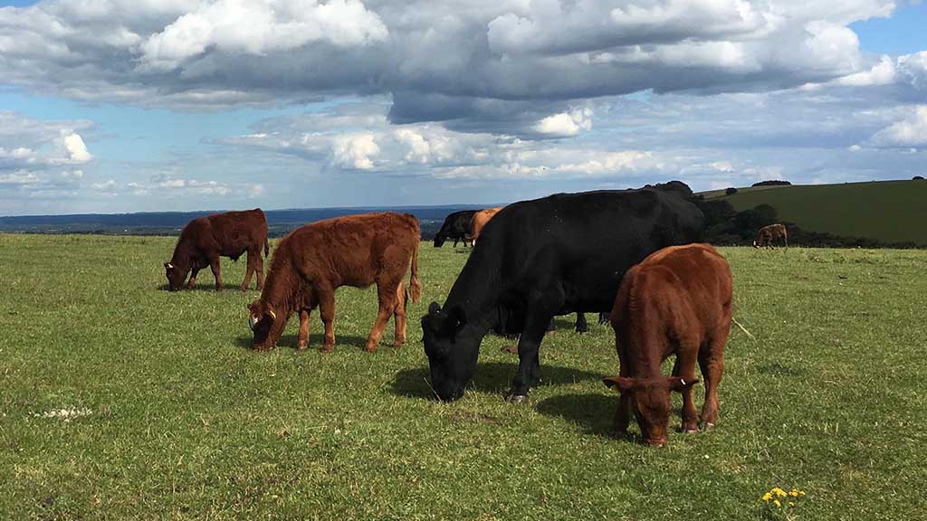 FarmersGuardian's tweet photo. Sustainable parasite control is crucial #WormingWednesday
https://t.co/Su3D7I0HBy
#INST_BTP #BeatTheParasites https://t.co/zGoObIvqDG