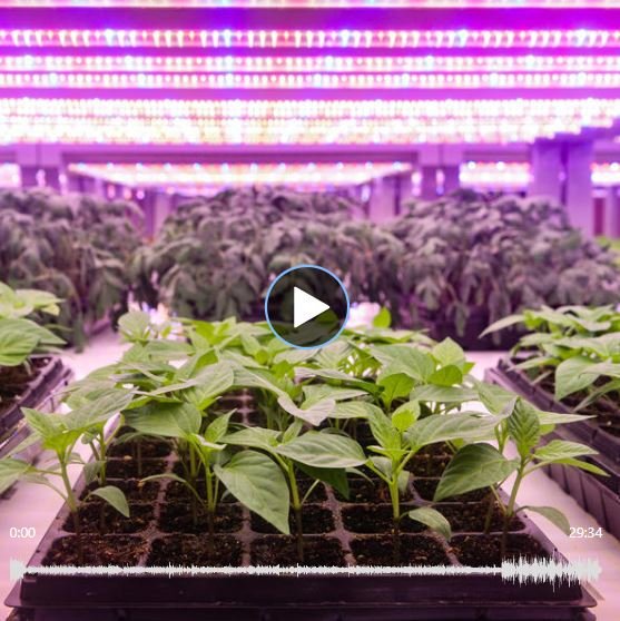 AHDB_Hort's tweet photo. How can growers and farmers make their business more energy efficient?
Listen to Jon Swain @FEC_Energy, @NatKey3 AHDB and @MrJCucumber from Anchor Nurseries discuss how #GrowSave could help reduce your energy inputs.
Latest podcast: https://t.co/GFSMaRc3kQ https://t.co/BrLAza59SQ