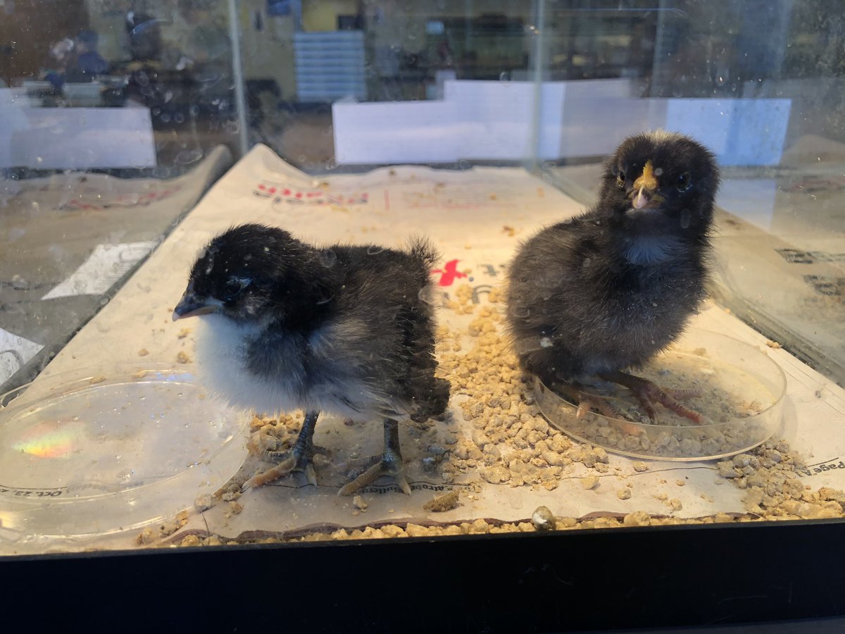 GL_JuniorHigh's tweet photo. The CHICKS are hatching!  Seventh grade science. https://t.co/ph34rV8Gfe