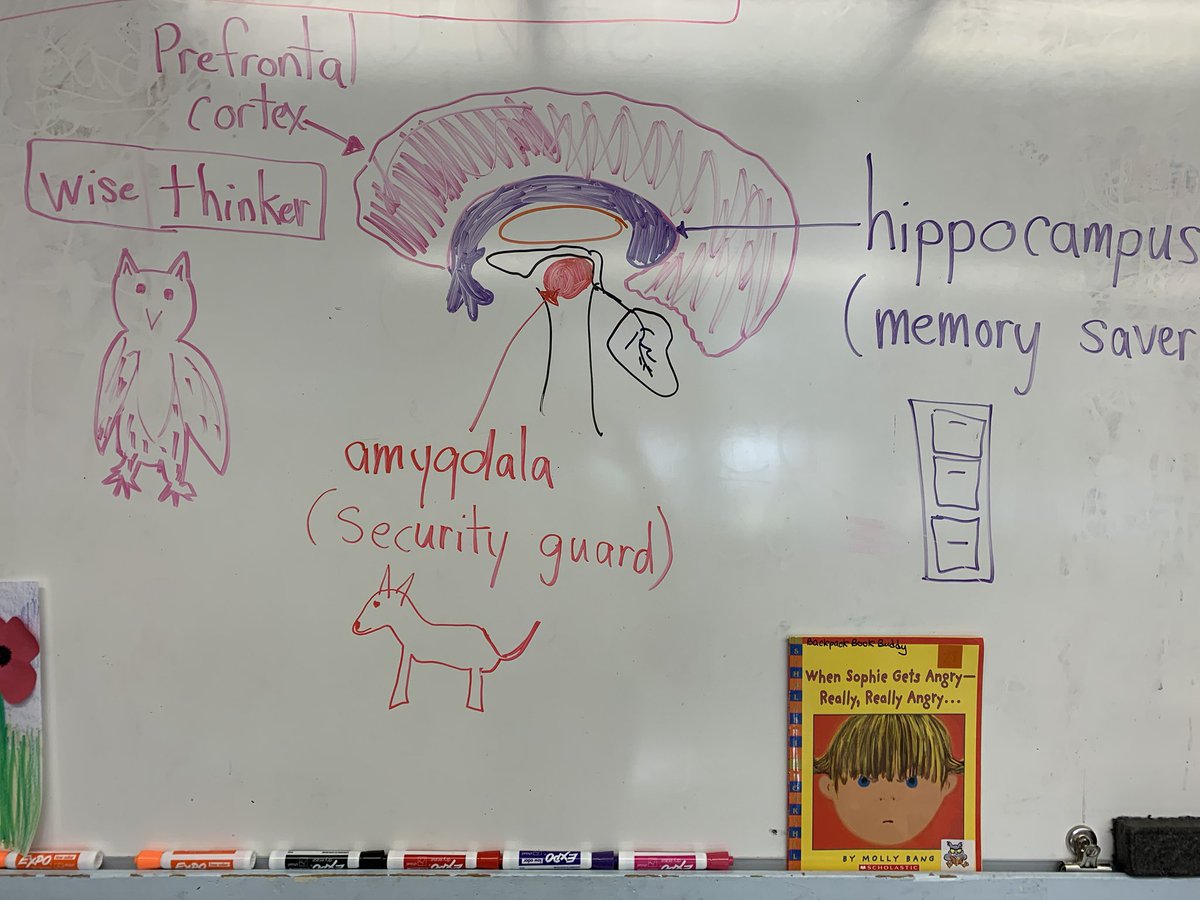 mrsLMarley's tweet photo. Understanding our brain and finding calm strategies that work for us. @scdsb @PWyevale #MindsUp https://t.co/JAqDPBChme