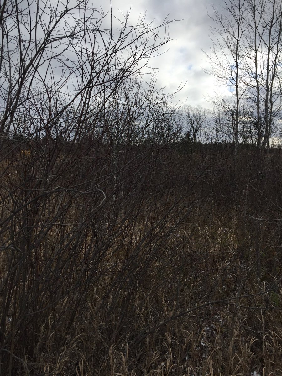 AfterLetters's tweet photo. A day in November
#DriedGrasses
#Mellowness https://t.co/BnPZtG78as