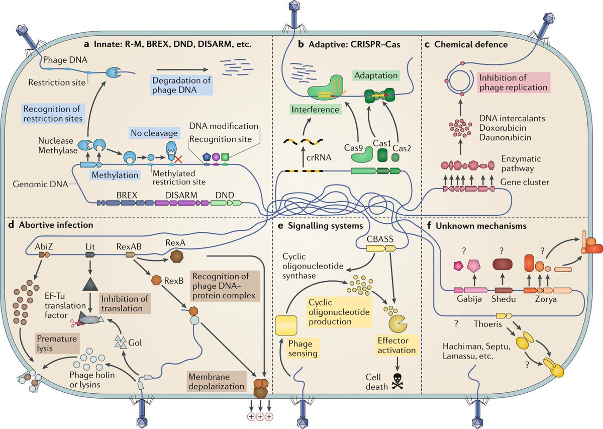 Mix and match your immune systems! Our pan genome view of bacterial immunity with <a href="/SorekLab/">Sorek Lab</a>
rdcu.be/bWgoC