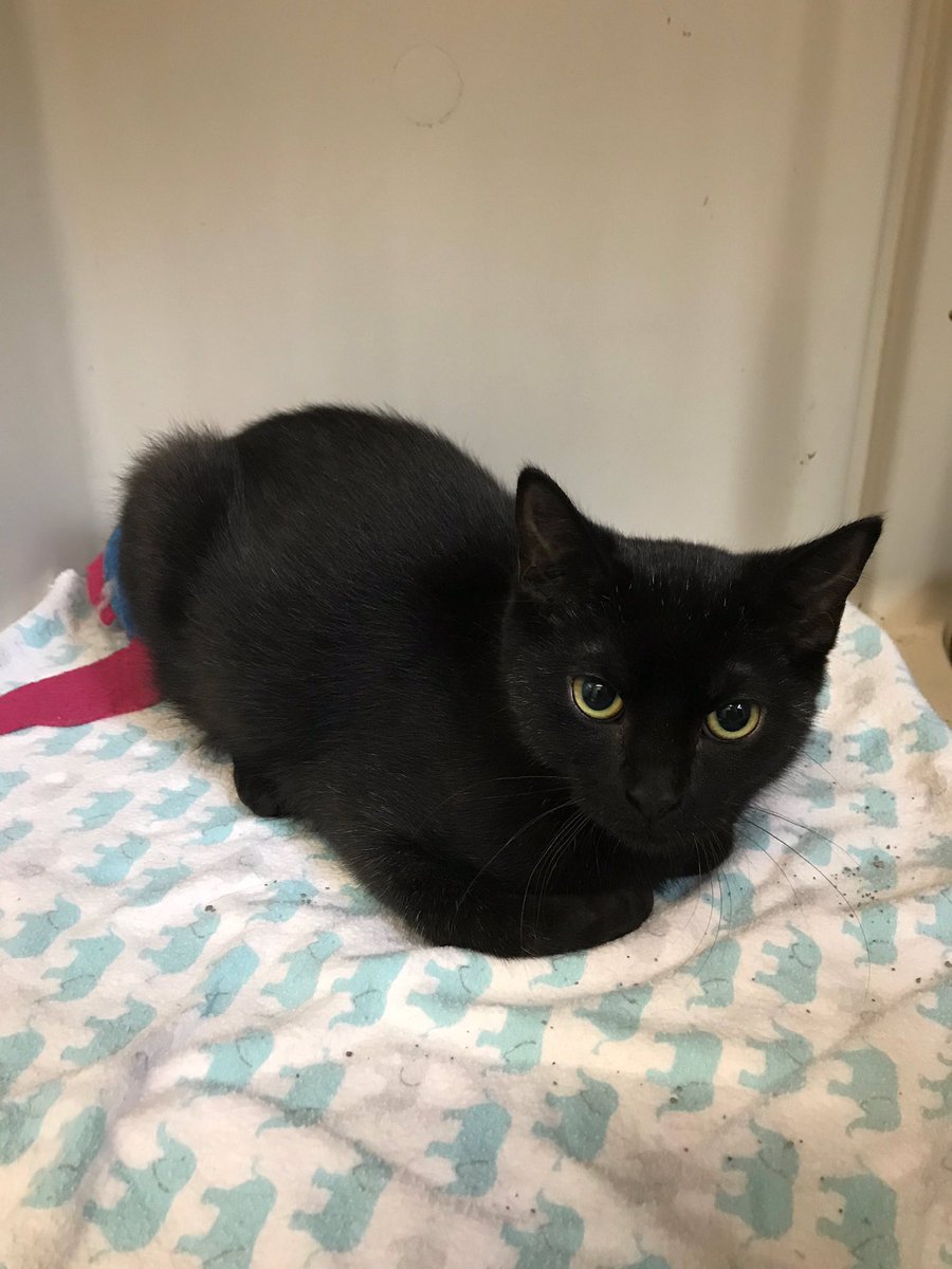 briandonohue's tweet photo. @shauna_nicole__ Not #metlifecat, but Tyco Animal Control, which handles East Rutherford, where the stadium is located, does have this one looking for a home. https://t.co/6i8rMtK0Ii