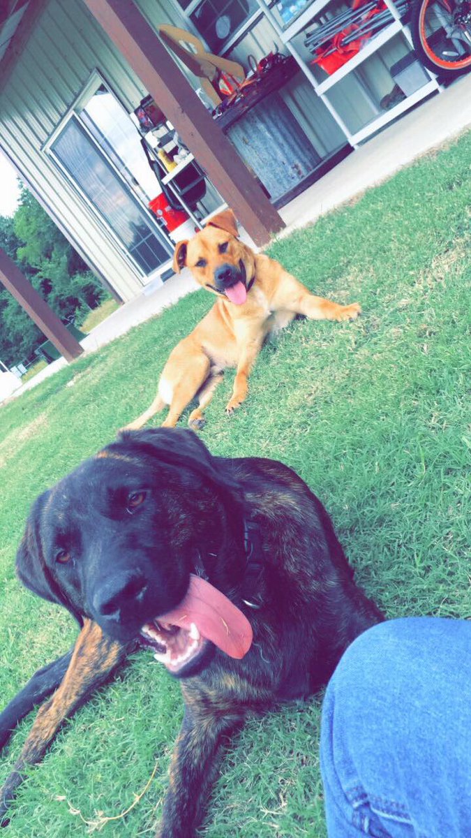 grimestera's tweet photo. Someone give these sweet babies a home! https://t.co/Oxmf6b6c5f