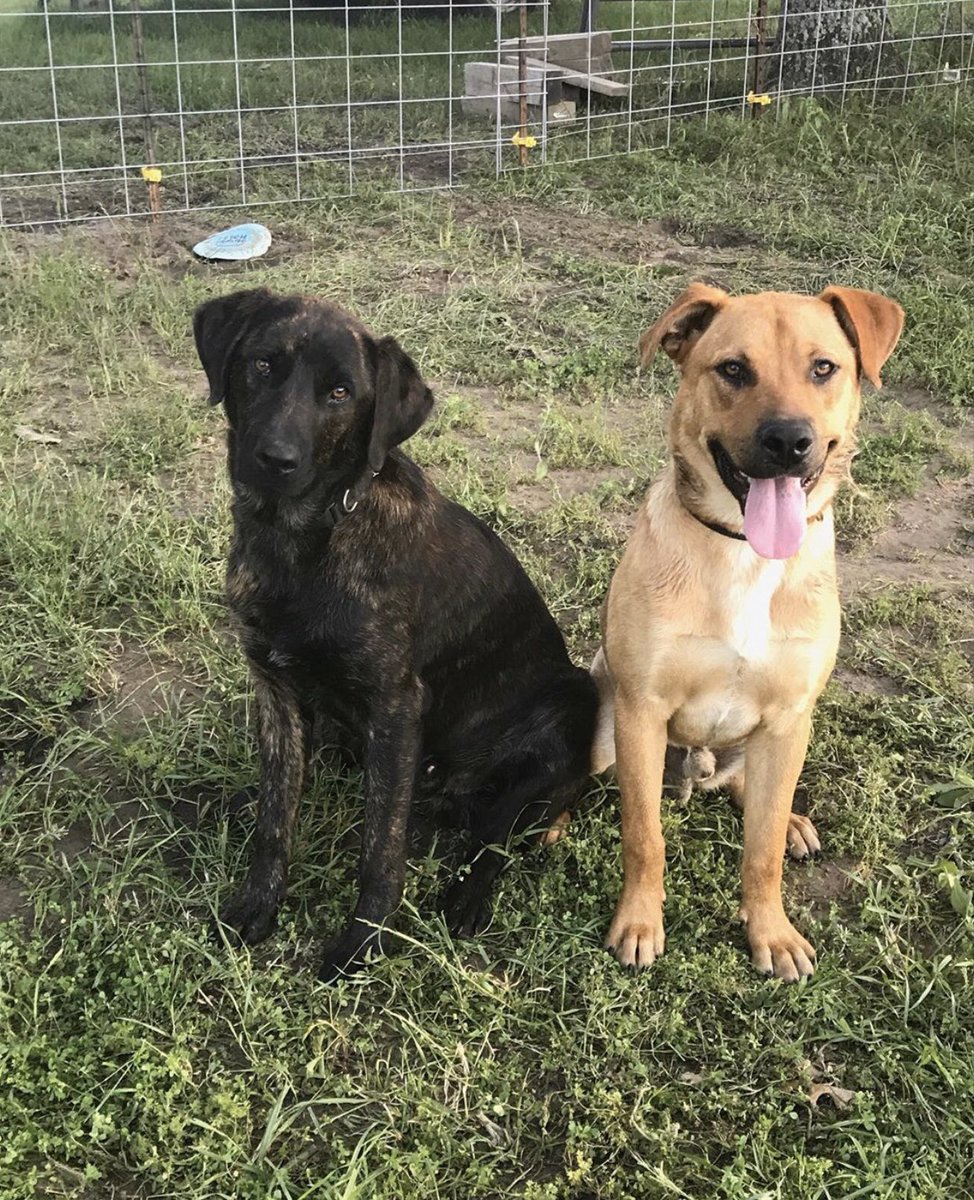 grimestera's tweet photo. Someone give these sweet babies a home! https://t.co/Oxmf6b6c5f
