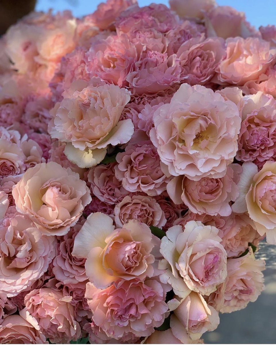 GraceRoseFarm's tweet photo. Beautiful harvest of our ruffled cotton candy scented stunner 💕 The Princess Charlene, is the perfect example of the unique charm of field grown garden roses. Each bloom varies slightly and spans the spectrum of blush to pink to peach. #gracerosefarm #rosegarden #englishrose https://t.co/hxz9fRznnX
