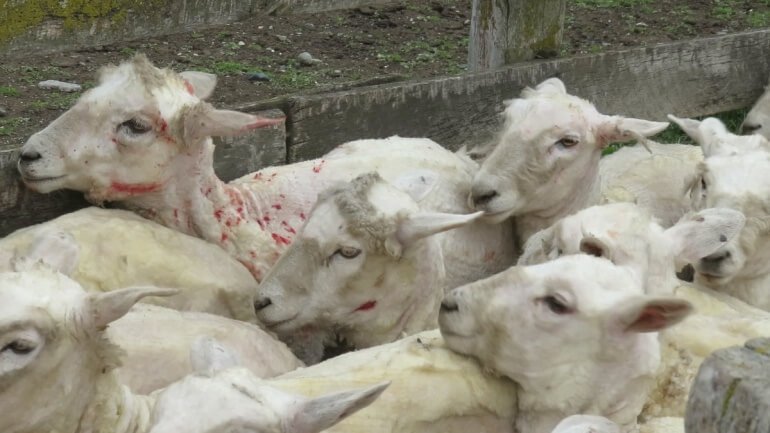 PETAUK's tweet photo. Many sheep are killed, punched, stomped on, and cut for wool. 

Take a stand against cruelty by choosing not to wear it! https://t.co/E67iYWCcIU