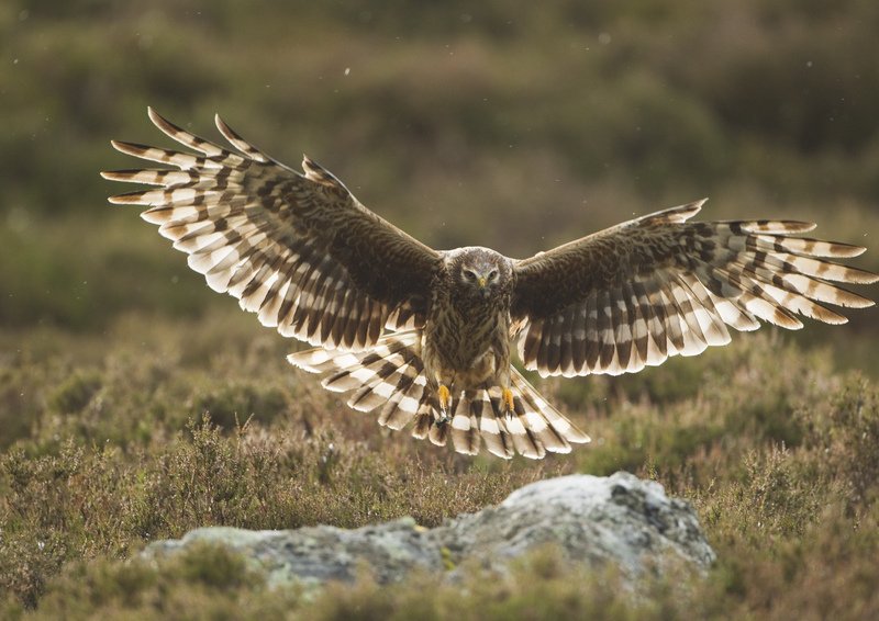 DerbysWildlife's tweet photo. Both hen harriers and marsh harriers have been spotted at Willington Gravel Pits over the last few days 💚!

(C) Mark Hamblin/2020VISION https://t.co/Nia4MulcEK