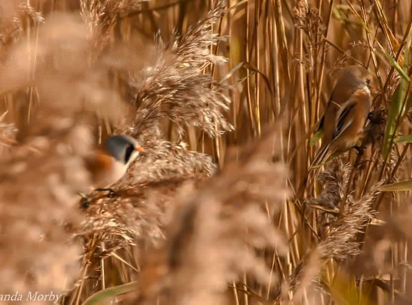 Amanda21850524's tweet photo. #Beardedtits #wild #wildlife #bird #birdlovers #wildlifephotography #nikon #photography #photooftheday #photooftheweek #firsttimeeverisaw #beautiful #watching @farlingtonmarshes https://t.co/j7ZtCqtx27