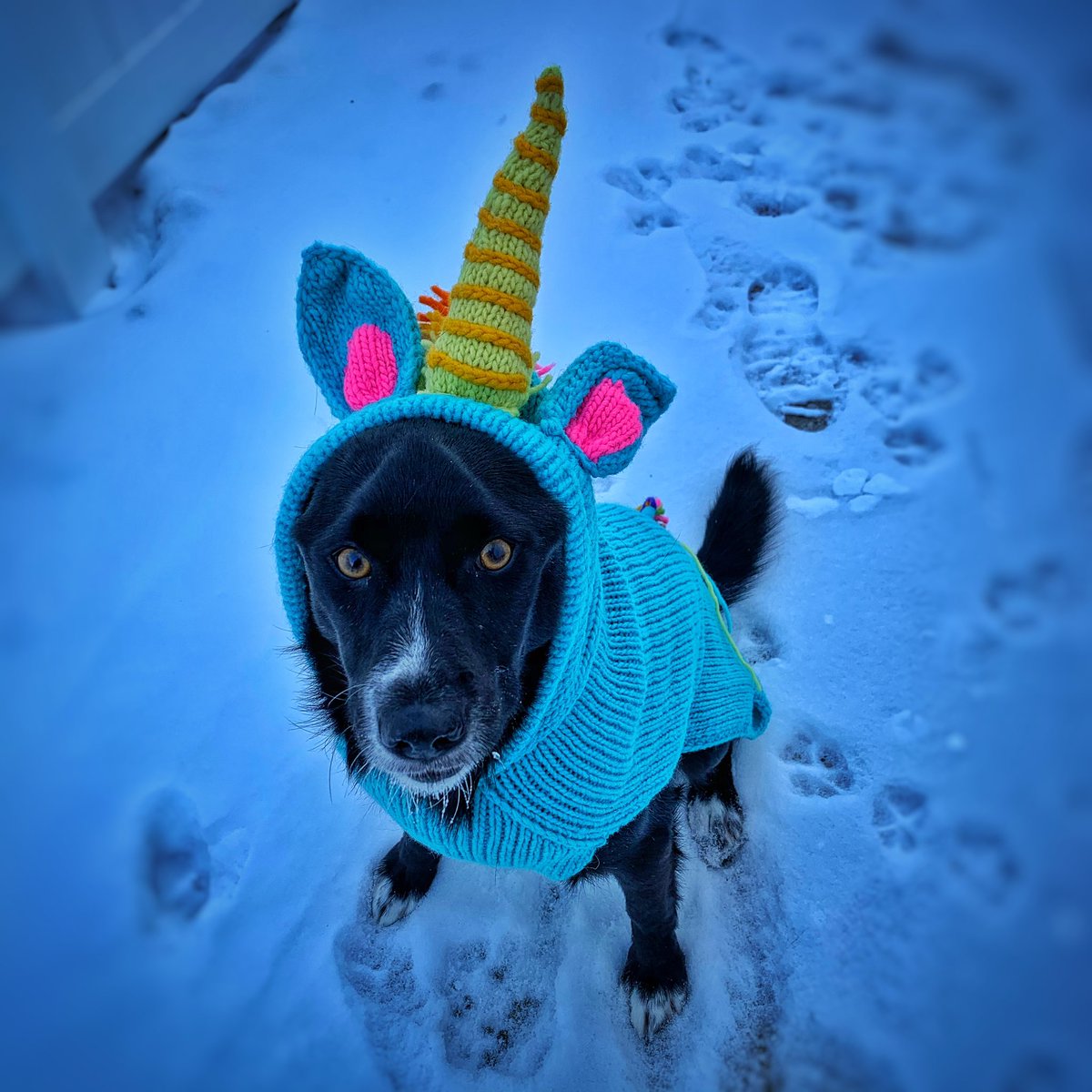 themanwho66's tweet photo. Bowman the unidog, trying to stay warm... #dogs #unicorn #unidog #winter https://t.co/hEPK5Bwykd
