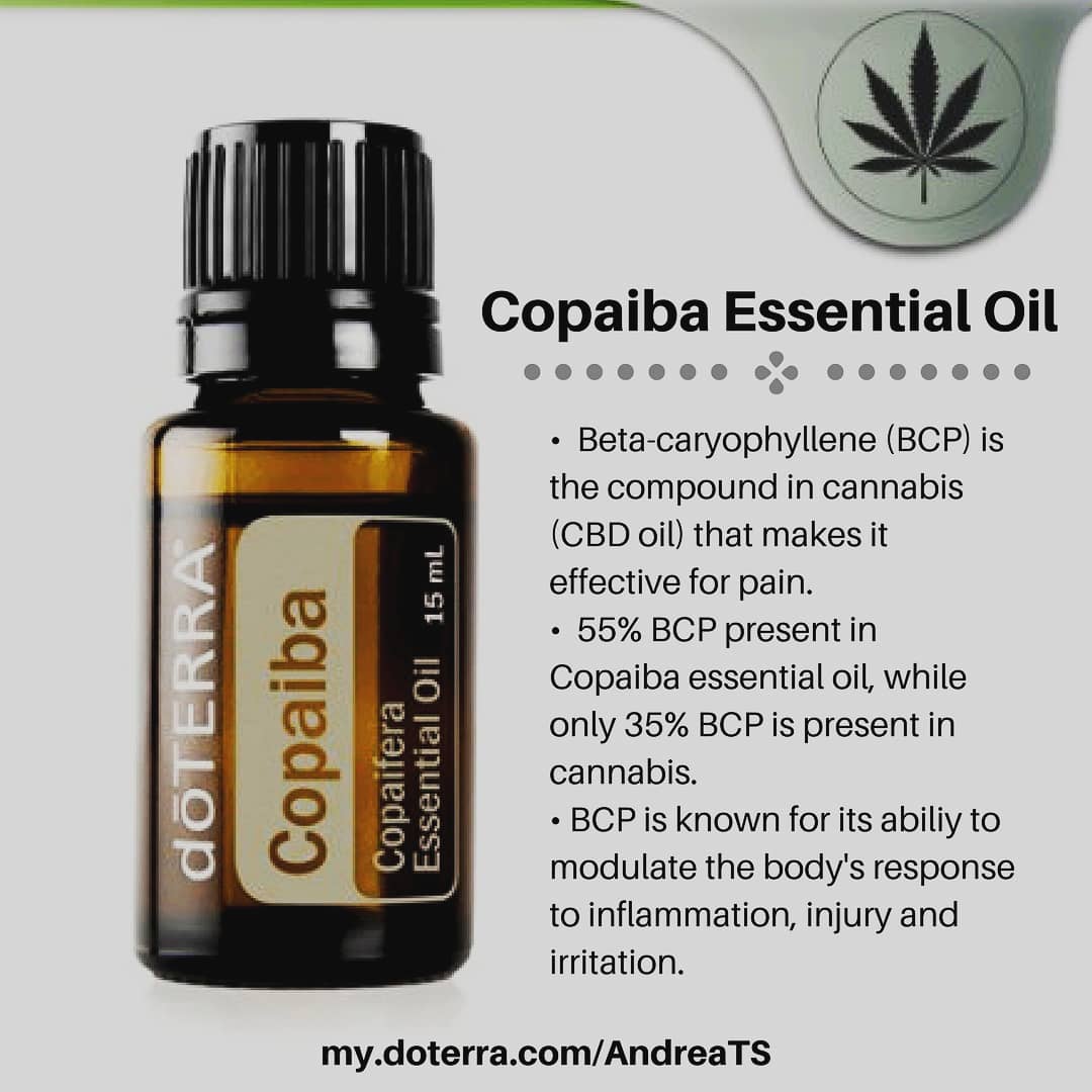 for_essential's tweet photo. With all the talk of the benefits of CBD oil I've had several people ask me if doTERRA has any alternatives. Copaiba has the same chemical compound, Beta-caryophyllene, as CBD https://t.co/VIqbGk6pyV