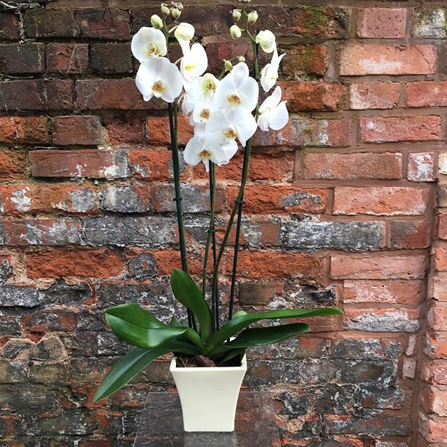 pjfcoleshill's tweet photo. O R C H I D S
BARGAIN OF THE WEEK
Planted phalaenopsis orchids , perfect house plants , will continue to look beautiful all through the winter , in a warm environment, low maintenance just £15 each
Cymbidium orchid flowers in a vase display both £20 each long lasting blooms. https://t.co/V4iMHHZ2aH