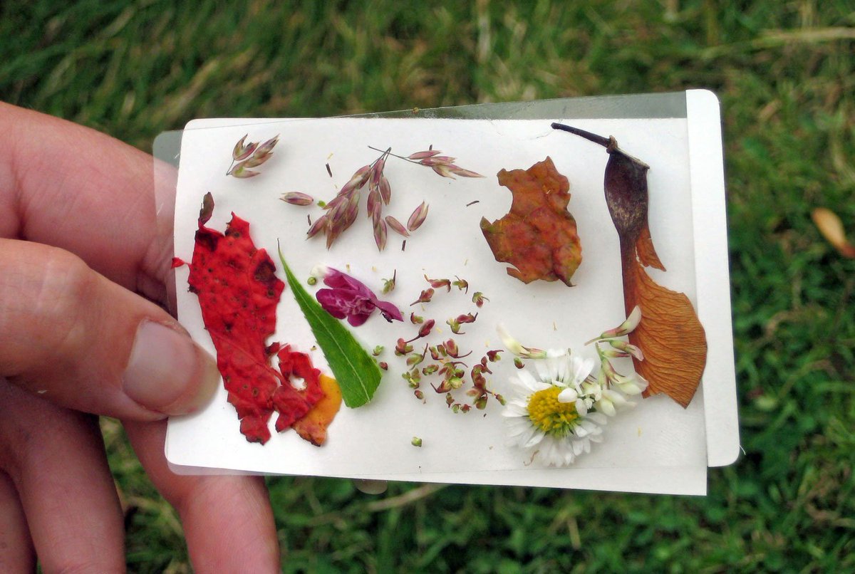 EdenProject's tweet image. Teachers, need an idea for #OutdoorClassroomDay tomorrow? Here's a handful of tried &amp;amp; tested #outdoorlearning lesson plans from our Education Team edenproject.com/lesson-plans #planningpanic