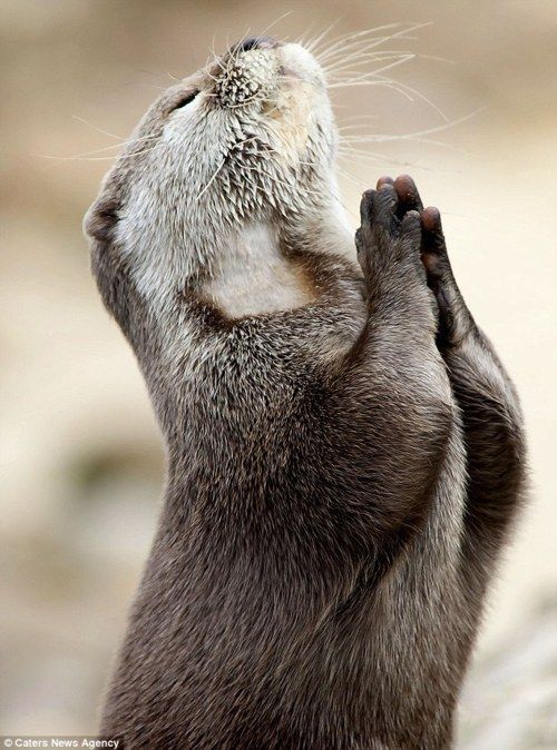 The audiobook has cracked the Top 200 in #Memoirs and #Psychology which is LOVELY. Thank you. It's free if you're new to Audible and here's an otter. #WritingCommunity #mentalhealth #audiobooks
UK
amzn.to/33kLnwK
Canada
amzn.to/2WNVlUI
US
amzn.to/2JSnKnF