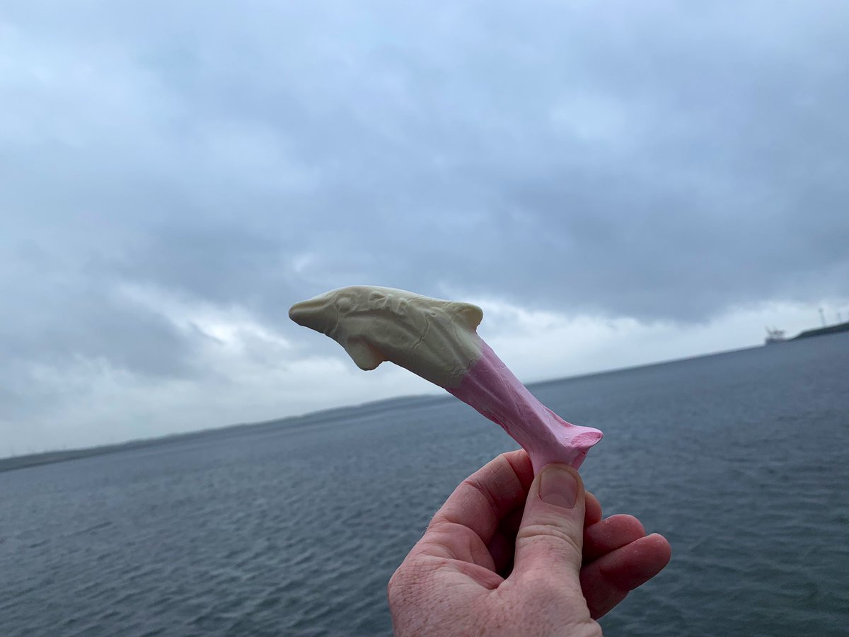 Dolphins ahoy! 🐬 We’re getting it all in on the ferry to #Killimer. Next stop <a href="/TrumpDoonbeg/">Trump Ireland</a> <a href="/wildatlanticway/">Wild Atlantic Way</a> #CreatingExperiences #DiscoveryChallenge