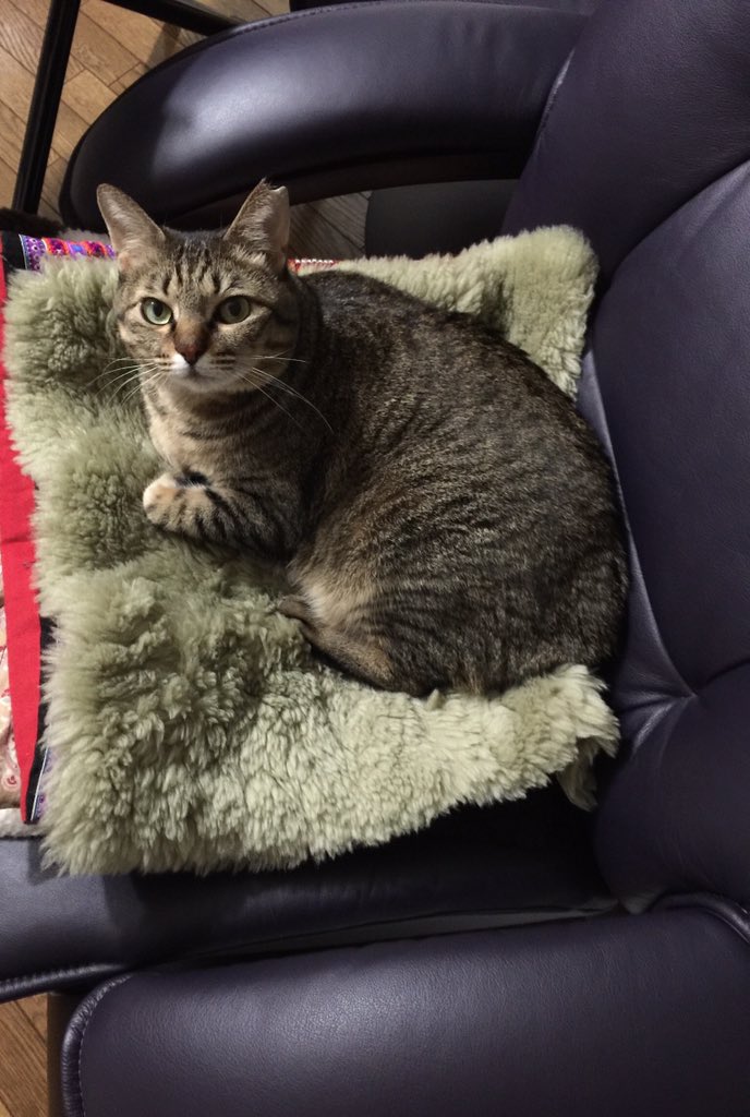 気がつくと大枚払って手に入れた腰痛用の高級ソファーを猫に奪われ床に座っている。 
