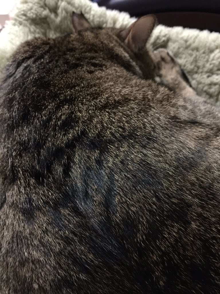 気がつくと大枚払って手に入れた腰痛用の高級ソファーを猫に奪われ床に座っている。 