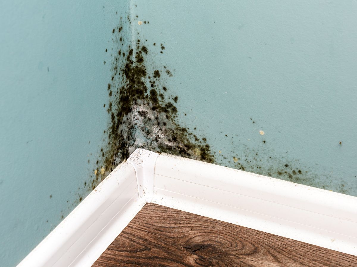 Today's blog post is about mould, and who is responsible for it in a rented property. We're sorry, but there aren't really any nice pictures or GIFs to accompany this post. 😐  ow.ly/MLNP50x3jl1