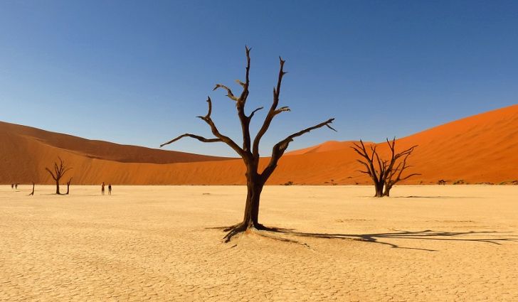 JitMost's tweet photo. #Desert 
#RoadTrip #DesertTour #DesertClimbing 
#ClayPan #Deadvlei #Sossusvlei #NamibNaukluftPark #Park
#Namib #NamibDesert  #Dunes #AtlanticOcean #Namibia
Credit to the wonderful photographer😙

#Travel  #Landscape #Hike #Tour #Hiking #Nature #Experience #Enjoy #JitMost #JustGo https://t.co/LjgcGKqECg