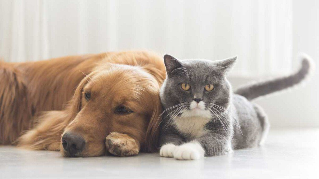WCVB's tweet photo. Senate unanimously passes bill that makes animal cruelty a federal felony https://t.co/8dnxljkgtG https://t.co/2BAQGcfqdy