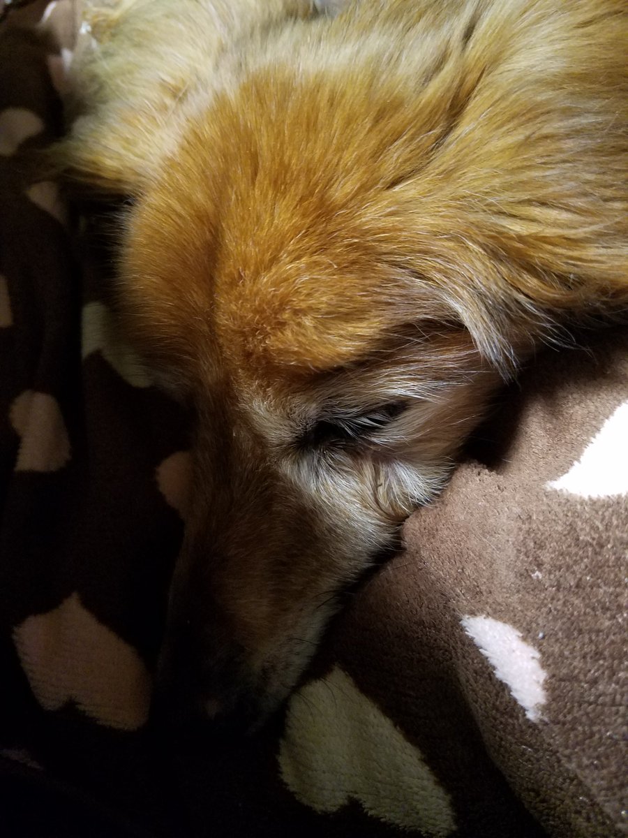 まきちんこ V Twitter そら君 ポンポン痛くて元気ないです 明日 病院行こうね ダックスフンド ダックスフント 老犬 そら 18歳 秘密結社老犬倶楽部 老犬lovers まきちんこ V Twitter そら君 ポンポン痛くて元気ないです 明日 病院行こうね ダックスフンド ダックスフント 老犬 そら 18歳 秘密結社老犬倶楽部 老犬lovers